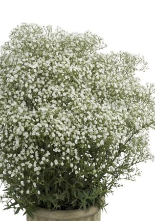 ГІПСОФІЛА волотиста  махрова Plena White 